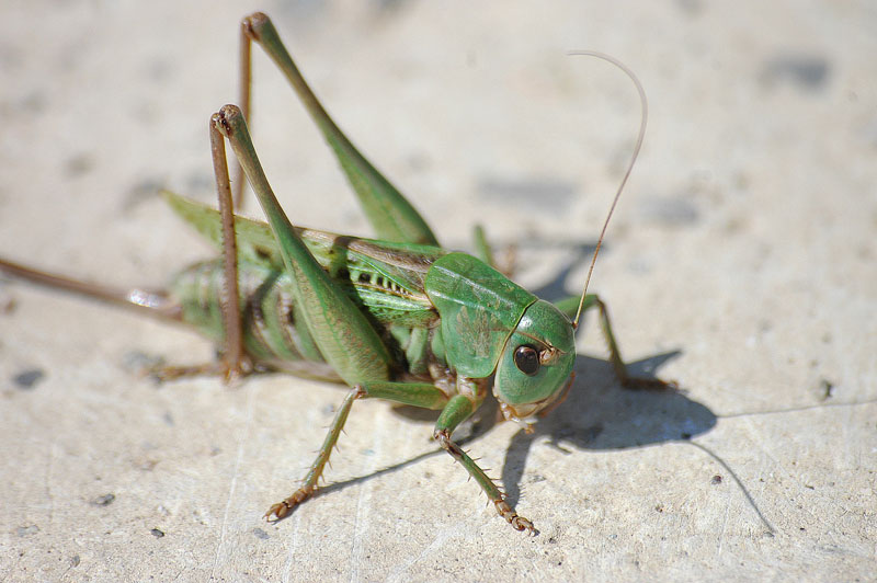 Arcyptera fusca e Decticus verrucivorus